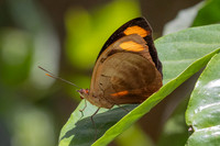 Catonephele numilia-6201