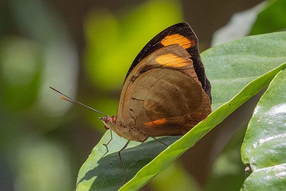 Catonephele numilia-6201