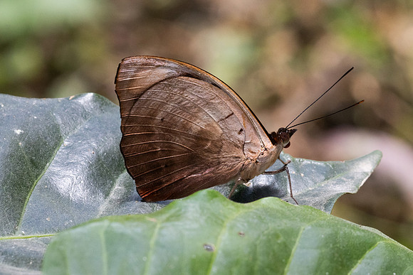 Catonephele numilia-6249