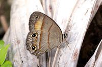 Cissia pompilia-7234