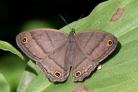Cissia pompilia-6167