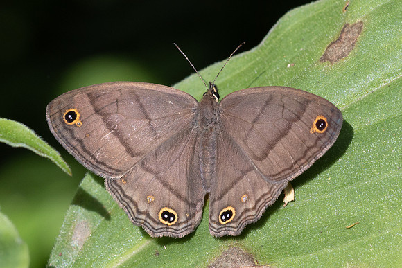Cissia pompilia-6167