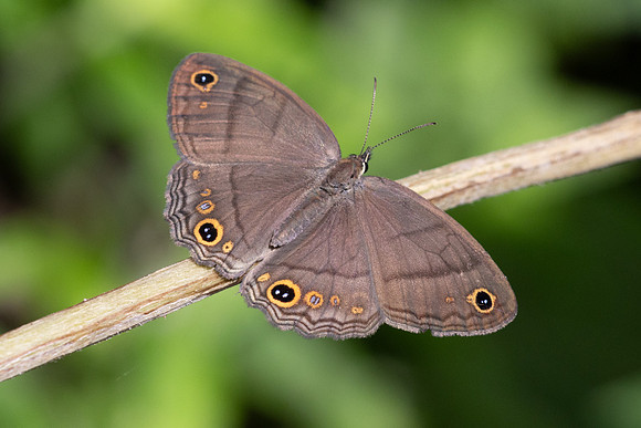 Cissia pompilia-7236