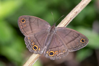 Cissia pompilia-7243