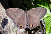 Cissia pompilia-5623