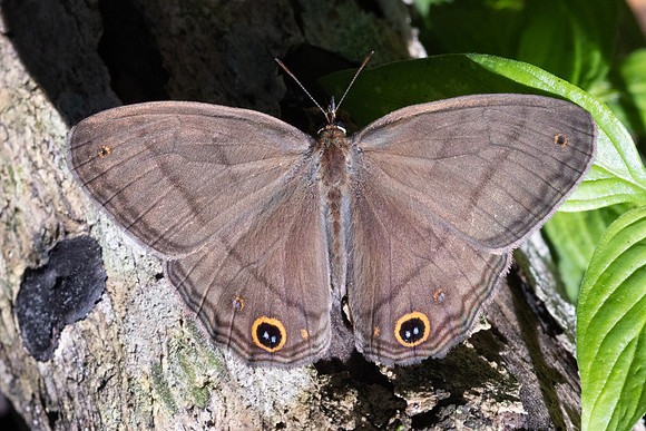 Cissia pompilia-5623