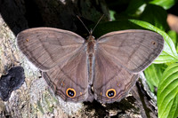 Cissia pompilia-5619