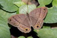 Cissia pompilia-5472