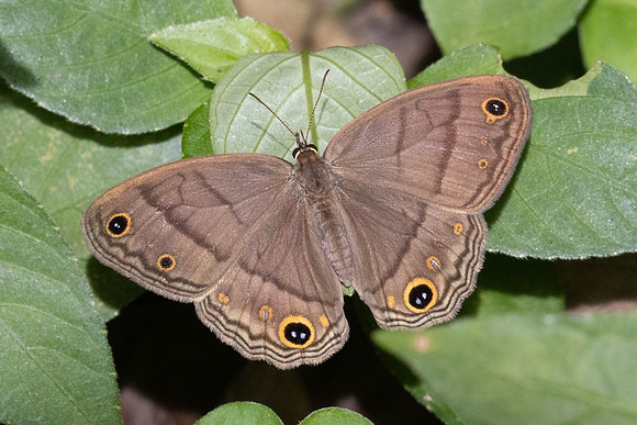 Cissia pompilia-5472