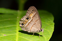 Cissia pompilia-2037