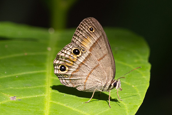 Cissia pompilia-2037