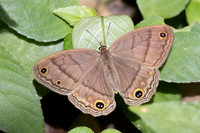 Cissia pompilia-5470
