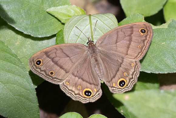 Cissia pompilia-5470