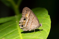 Cissia pompilia-2039
