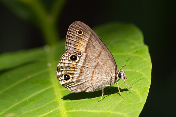 Cissia pompilia-2039