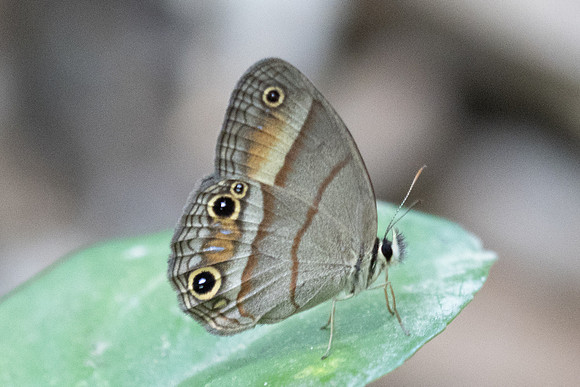 Cissia pompilia-2120