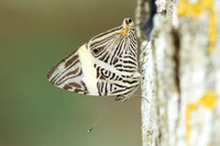 Colobura dirce-5573