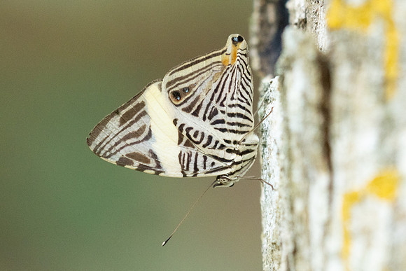 Colobura dirce-5573