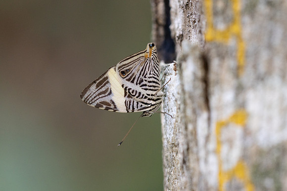Colobura dirce-5570