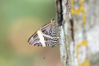 Colobura dirce-5644