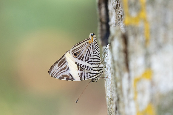 Colobura dirce-5644
