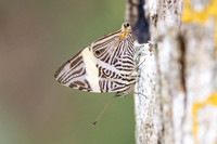 Colobura dirce-5568