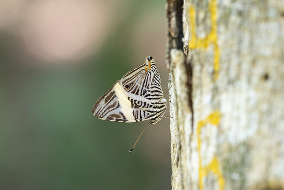 Colobura dirce-5779