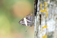 Colobura dirce-5635