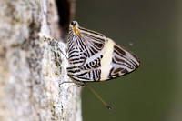 Colobura dirce-5565