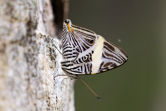 Colobura dirce-5565