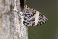 Colobura dirce-5560