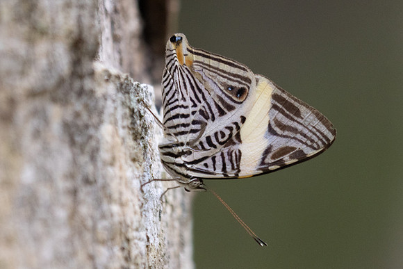 Colobura dirce-5560
