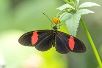 Heliconius erato-2