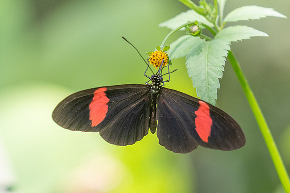 Heliconius erato-2