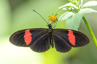 Heliconius erato-1
