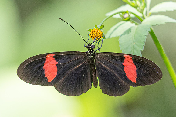 Heliconius erato-1