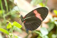 Heliconius melpomene ssp. martinae-9703 - Bucaramanga - 13/07/25