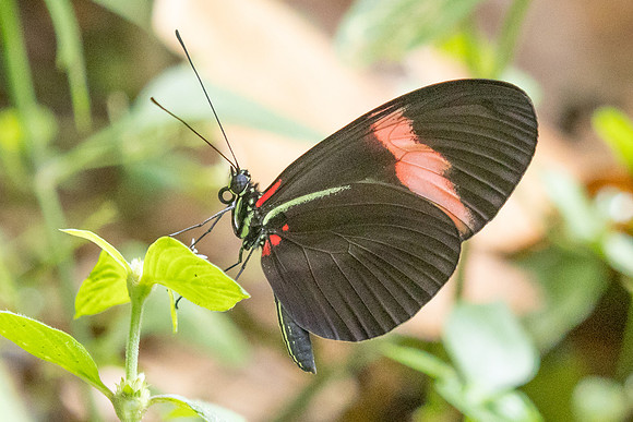 Heliconius melpomene ssp. martinae-9703 - Bucaramanga - 13/07/25