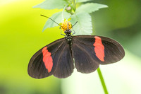 Heliconius erato-4