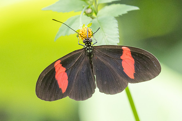 Heliconius erato-4