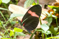 Heliconius melpomene