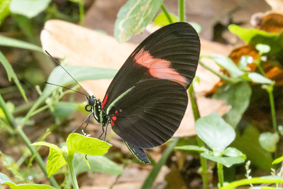 Heliconius melpomene ssp. martinae-9700 - Bucaramanga - 13/07/25