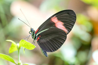 Heliconius melpomene ssp. martinae -9707 - Bucaramanga - 13/07/25