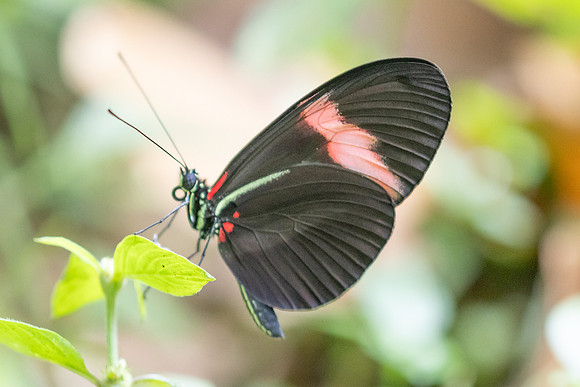 Heliconius melpomene ssp. martinae -9707 - Bucaramanga - 13/07/25