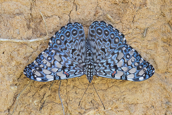 Hamadryas feronia-3934