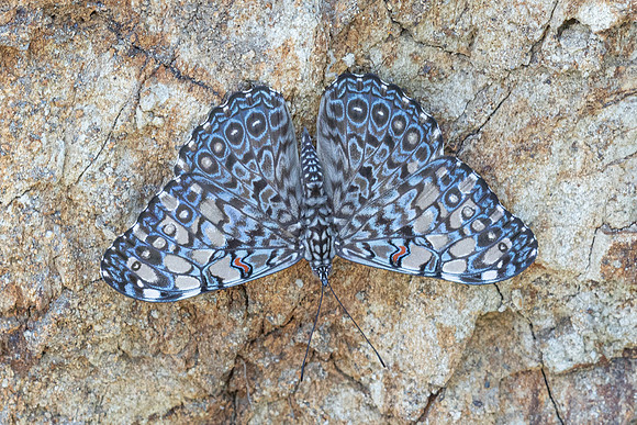 Hamadryas feronia-3924