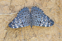 Hamadryas feronia-3936