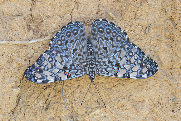 Hamadryas feronia-3936