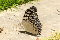 Hamadryas feronia-3909