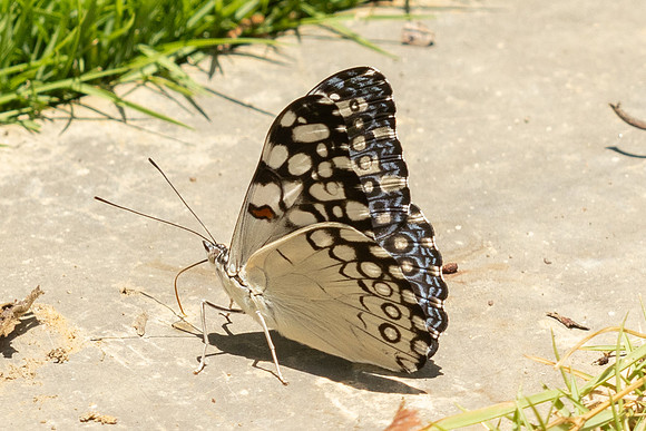 Hamadryas feronia-3909